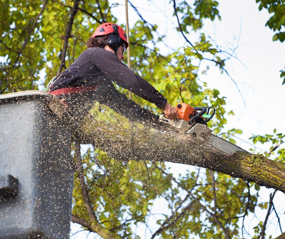 Tree Work